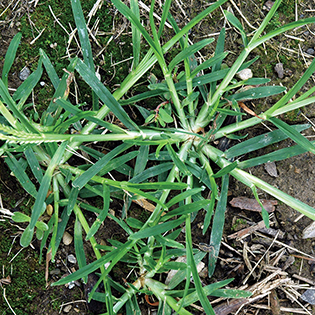 /sites/default/files/images/paragraph/lawn-maintenance-carousel/Goosegrass_Quick-View_315x315.jpg